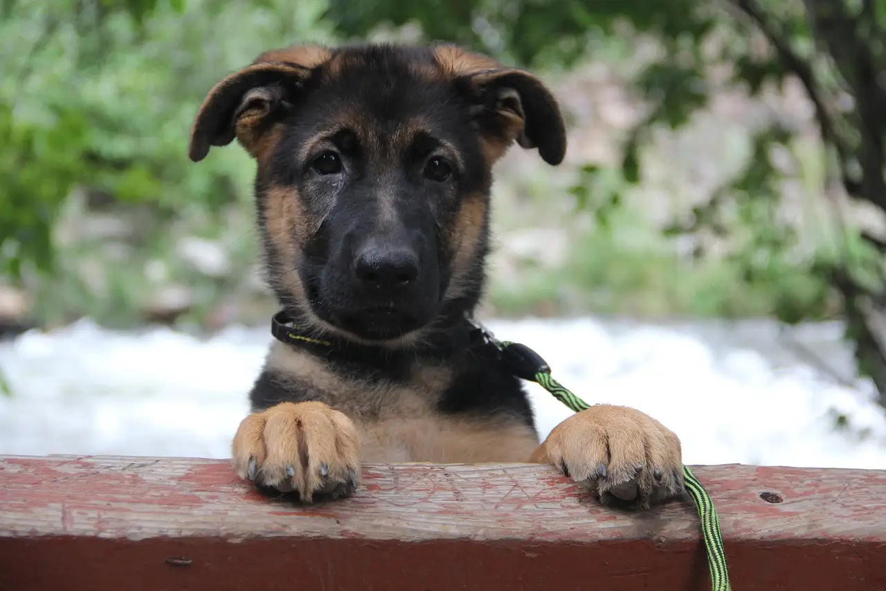 german shepherd, german shepherd puppy, gsd, canine, dog, puppy, pet, cute, animal, nature, adorable