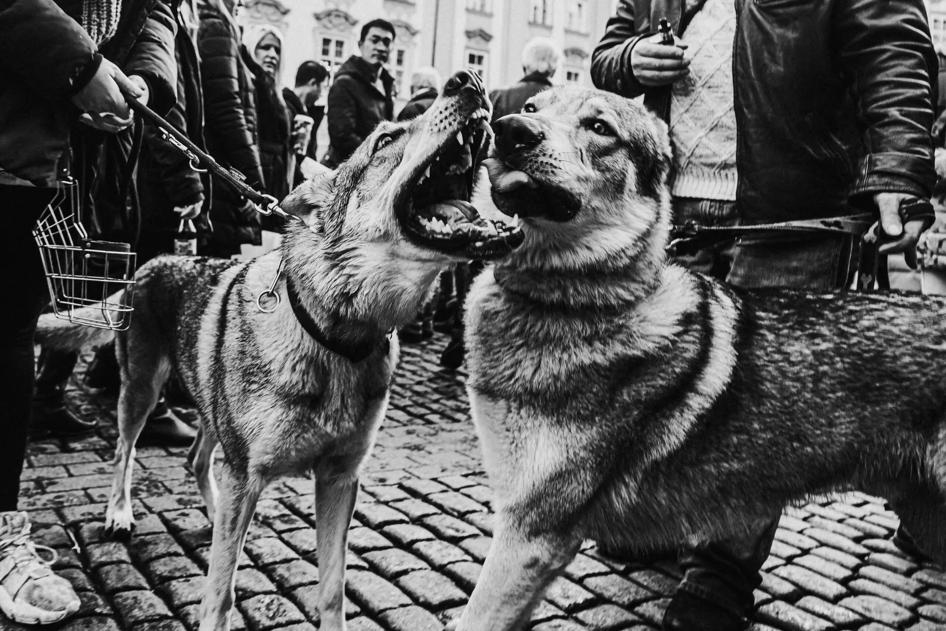 Dynamic black and white photo of dogs interacting in a bustling street setting.