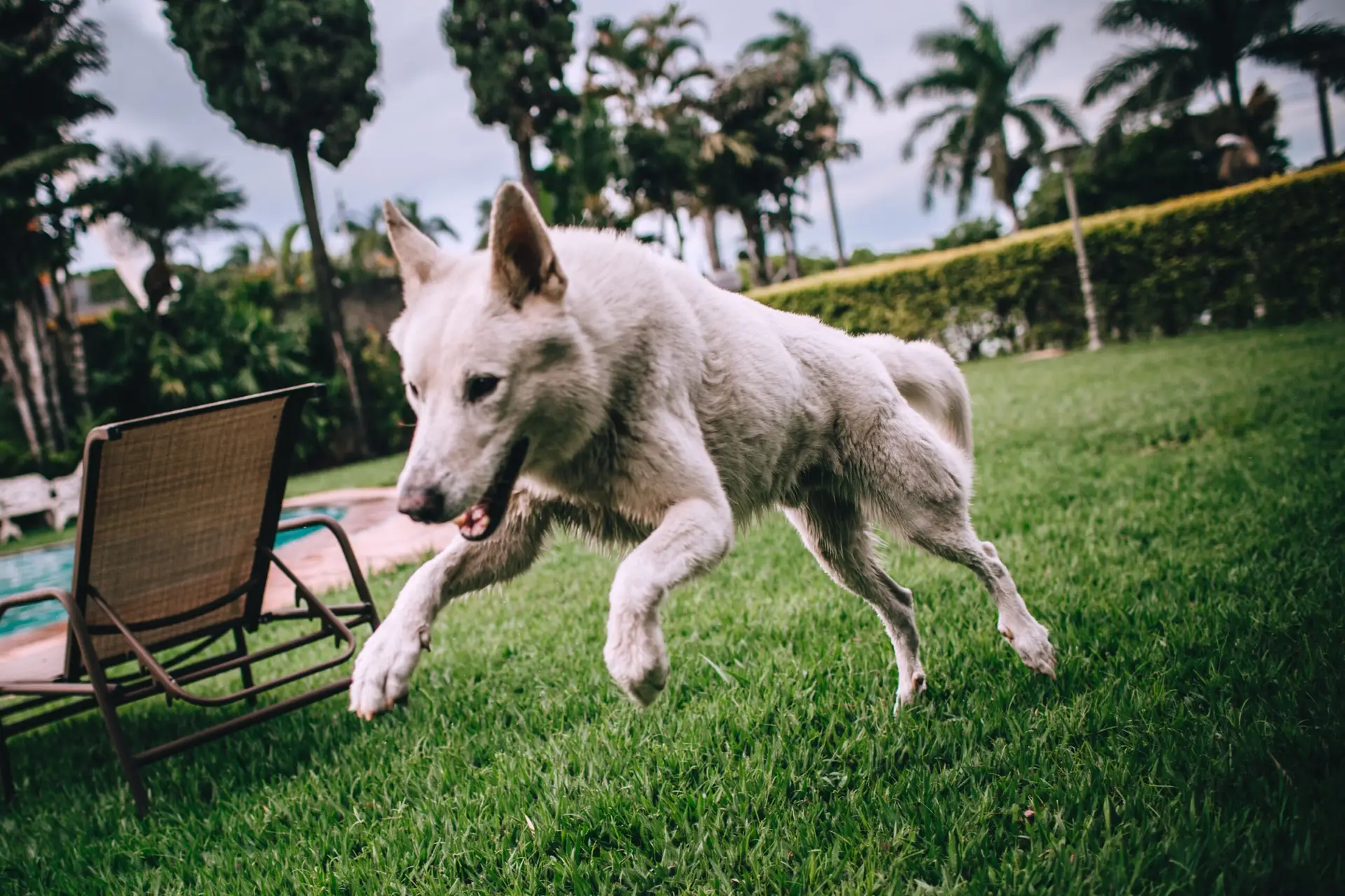 Fluffy dog jumping over green grass while walking in courtyard with sun loungers next to pool