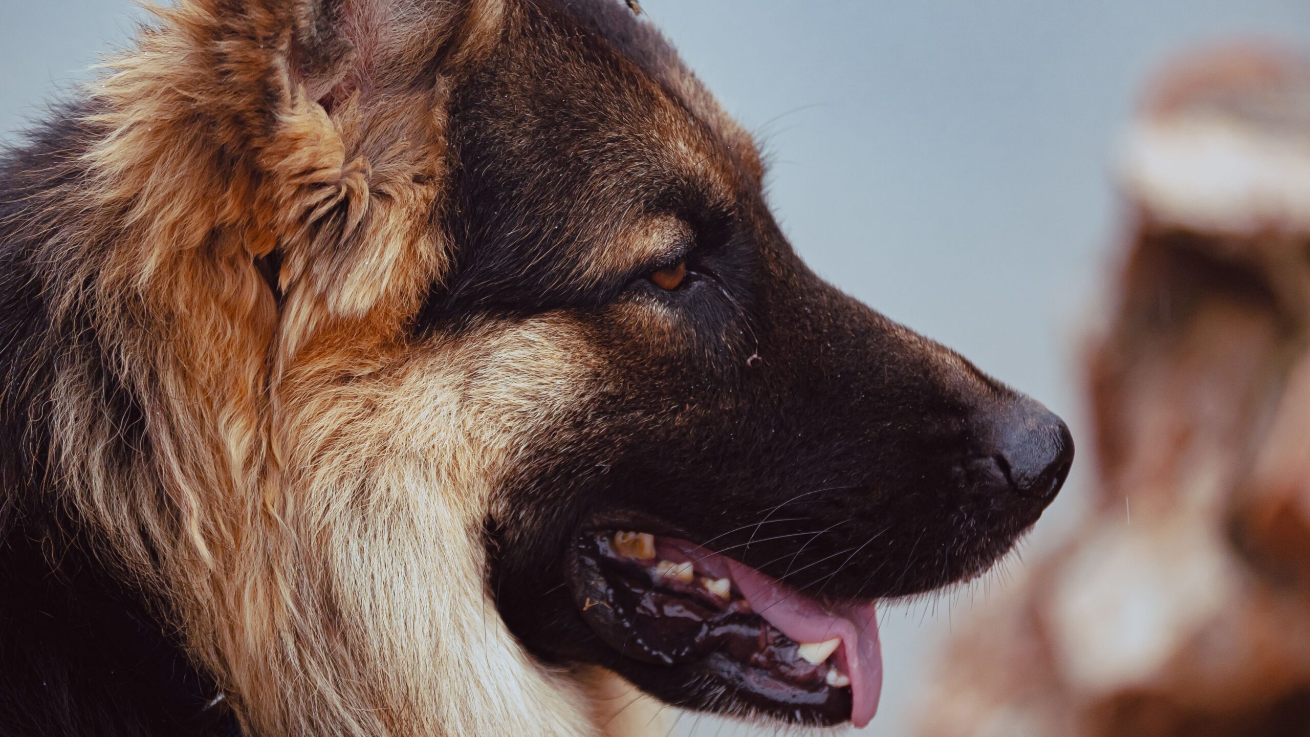 A detailed side profile of a German Shepherd with its tongue out and ears perked up.